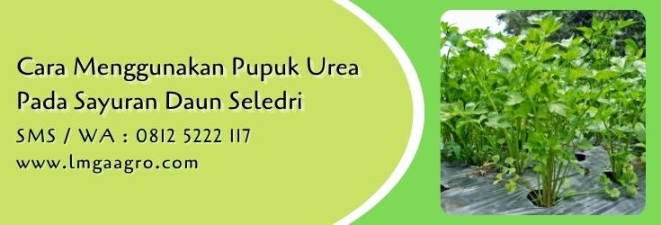 cara menggunakan pupuk urea pada sayuran,seledri,daun seledri,sayuran hijau,lmga agro