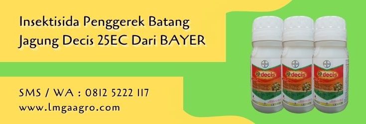 insektisida pengerek batang jagung,insektisida,pestisida,budidaya jagung,pestisida sistemik,lmga agro