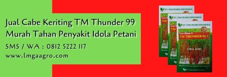 cabe keriting tm thunder 99,cabe keriting,budidaya cabe,benih cabe,petani cabe,lmga agro
