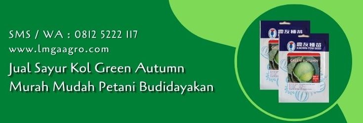 sayur kol green autumn,sayur kol,kubis,kol,budidaya tanaman,budidaya kubis,lmga agro