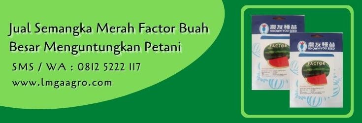 semangka merah factor,semangka merah,buah semangka,budidaya semangka,buah semangka,lmga agro