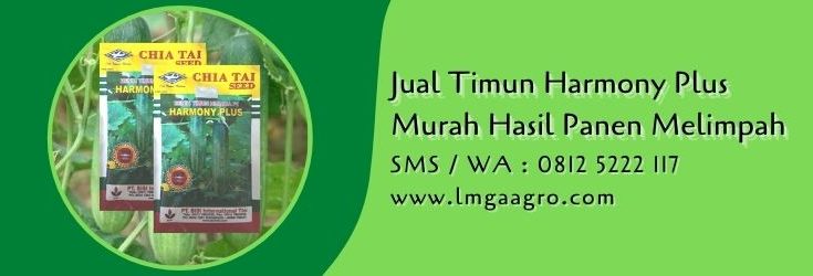 timun harmony plus,benih timun,budidaya timun,mentimun,petani,lmga agro