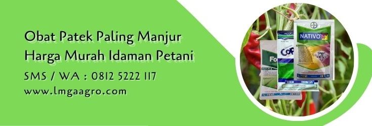 obat patek paling manjur,petani cabe,budidaya tanaman,pestisida,fungisida,lmga agro