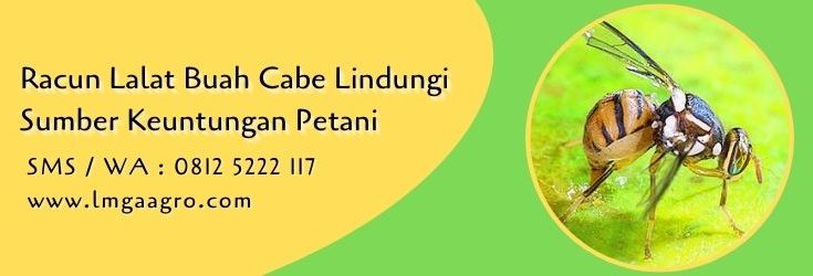 racun lalat buah cabe,budidaya cabe,lalat buah,budidaya cabe,insektisida,lmga agro