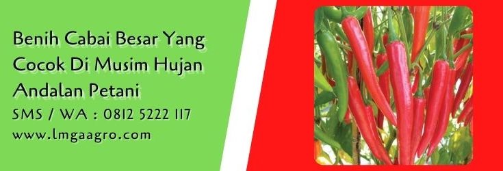 benih cabai besar yang cocok di musim hujan,budidaya cabe,benih cabe,cabe besar,petani cabe,lmga agro