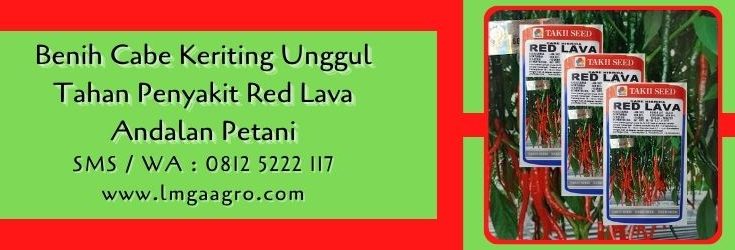 benih cabe keriting unggul tahan penyakit,cabe keriting,budidaya cabe,benih cabe,bibit cabe,petani cabe,lmga agro