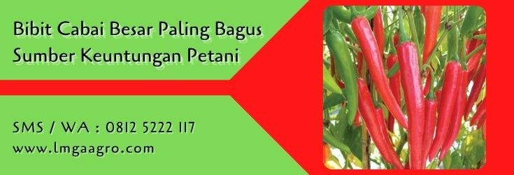 bibit cabai besar paling bagus,budidaya cabe,cabe merah,benih cabe,bibit cabe,petani cabe,lmga agro