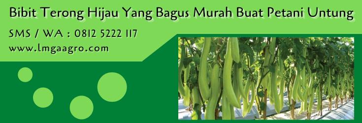 bibit terong hijau yang bagus,bibit terong,terong hijau,benih terong,budidaya terong,lmga agro