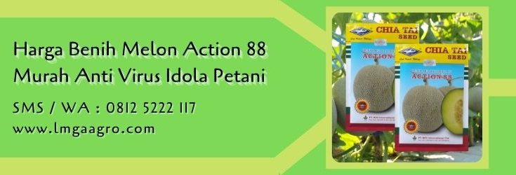 harga benih melon action 88,budidaya melon,benih melon,buah melon,lmga agro