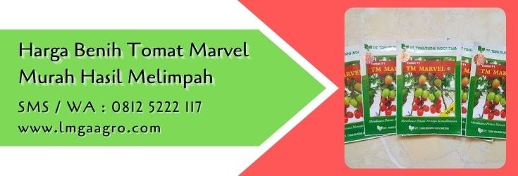 harga benih tomat marvel,budidaya tomat,benih tomat,tomat,bibit tomat,lmga agro