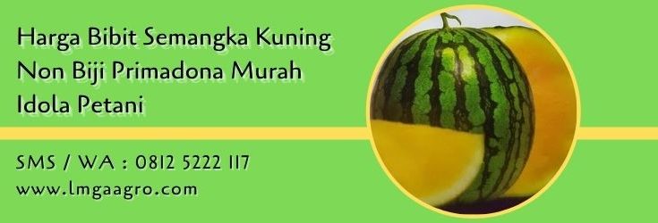 harga bibit semangka kuning non biji,budidaya semangka,benih semangka,semangka kuning,lmga agro