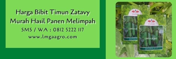 harga bibit timun zatavy,bibit timun,benih timun,budidaya timun,lmga agro