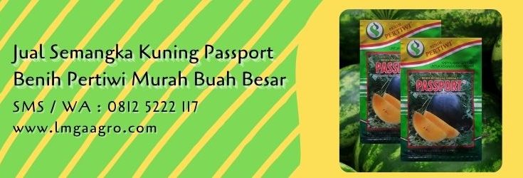 semangka kuning passport,semangka kuning,budidaya semangka,buah semangka,benih semangka,lmga agro