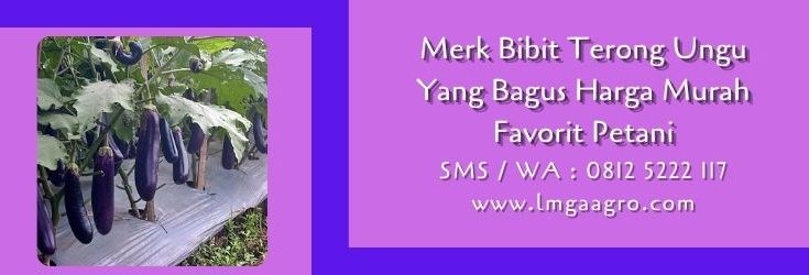 merk bibit terong ungu yang bagus,budidaya terong,benih terong,bibit terong,lmga agro