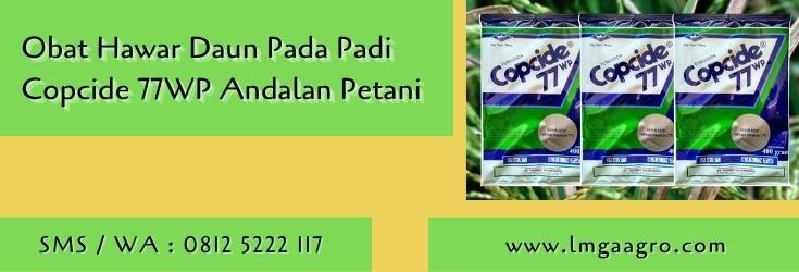 obat hawar daun pada padi,tanaman padi,petani,fungisida,hawar daun,budidaya padi,lmga agro