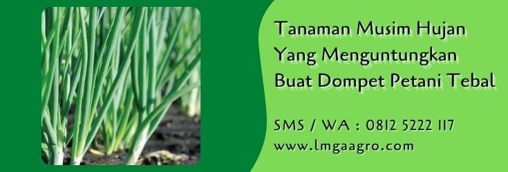 tanaman musim hujan yang menguntungkan,budidaya tanaman,pertanian,musim hujan,petani,lmga agro