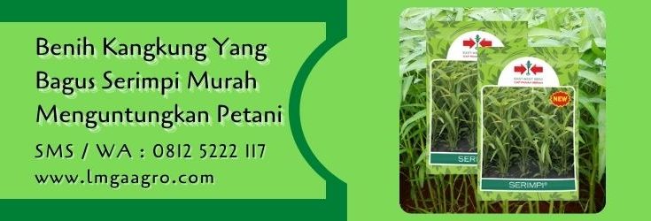 benih kangkung yang bagus,benih kangkung,kangkung,sayur kangkung,sayuran hijau,lmga agro