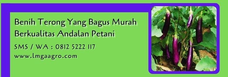 benih terong yang bagus,budidaya terong,benih terong,bibit terong,lmga agro