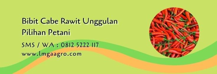 Bibit Cabe Rawit Unggulan, Cabe Rawit, Benih Cabe, Budidaya Cabe,Tanaman Cabe, LMGA AGRO