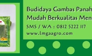 budidaya gambas panah merah,budidaya gambas,benih gambas,bibit oyong,cap panah merah,lmga agro