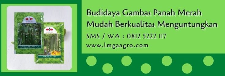 budidaya gambas panah merah,budidaya gambas,benih gambas,bibit oyong,cap panah merah,lmga agro