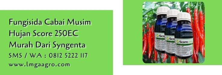 fungisida cabai musim hujan,budidaya cabe,petani cabe,lmga agro