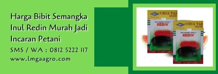 harga bibit semangka inul redin,benih semangka,semangka inul,budidaya semangka,buah semangka,petani,lmga agro