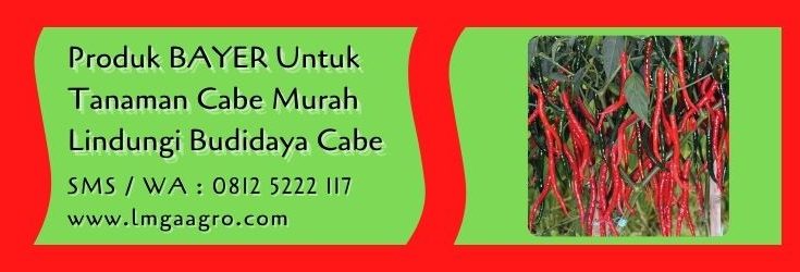 produk bayer untuk tanaman cabe,budidaya cabe,petani cabe,pestisida,hama tanaman,lmga agro
