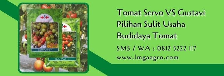 tomat servo vs gustavi,tomat servo,budidaya tomat,tomat gustavi,benih tomat,lmga agro