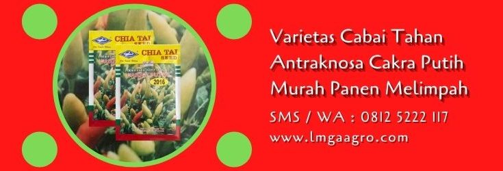varietas cabai tahan antraknosa,benih cabe,budidaya cabe,petani cabe,bibit cabe,antraknosa,lmga agro