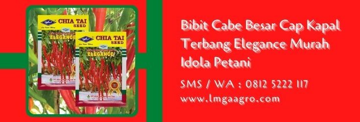 bibit cabe besar cap kapal terbang,budidaya cabe,cabe merah,benih cabe,bibit cabe,lmga agro