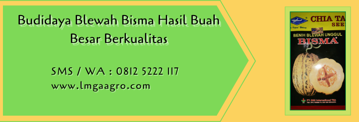 budidaya blewah bisma