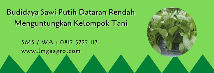 budidaya sawi putih dataran rendah, tanaman sawi, benih sawi, panen sawi, tanam sawi