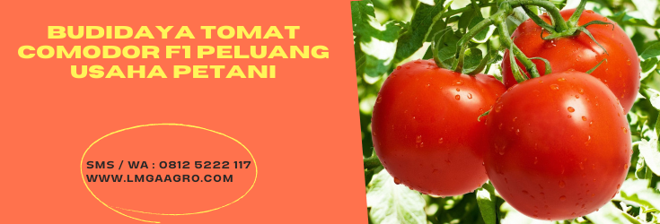 bibit tomat, budidaya tomat, tomat, buah tomat, tomat buah