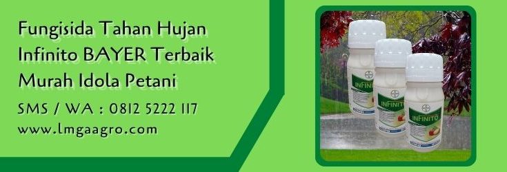 fungisida tahan hujan,fungisida sistemik,fungisida infinito,infinito bayer,pestisida,petani,lmga agro
