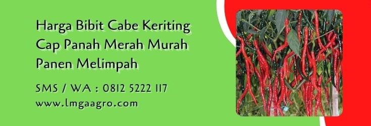 harga bibit cabe keriting cap panah merah,benih cabe,cabe keriting,budidaya cabe,bibit cabe,lmga agro