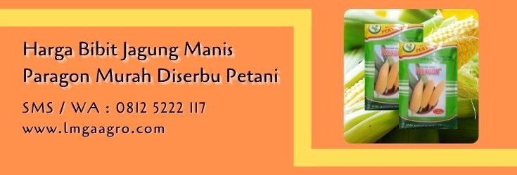 harga bibit jagung manis paragon,jagung manis,benih jagung manis.budidaya jagung manis,lmga agro