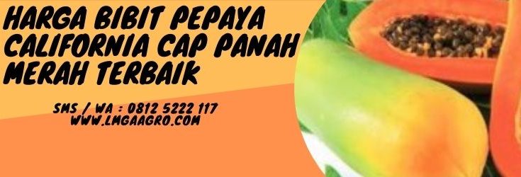 Budidaya pepaya, bibit cap panah merah, kandungan pepaya, buah pepaya, buah kates