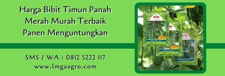 harga bibit timun panah merah,budidaya timun,benih timun,bibit timun,petani,lmga agro