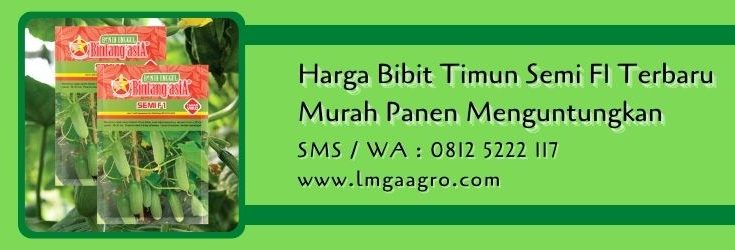 harga bibit timun semi F1,bibit timun,benih timun,budidaya timun,mentimun,lmga agro