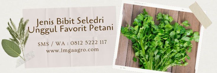 jenis bibit seledri unggul