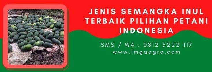 semangka inul, pohon semangka, semangka, buah semangka, manfaat semangka
