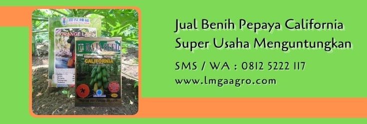 jual benih pepaya california super,pepaya california,budidaya pepaya,buah pepaya,petani,lmga agro