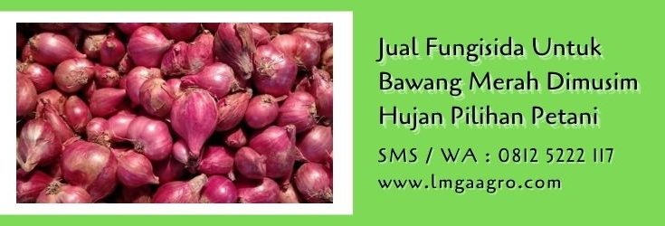 fungisida untuk bawang merah dimusim hujan,fungisida sistemik,bawang merah,budidaya bawang merah,pestisida,petani,lmga agro