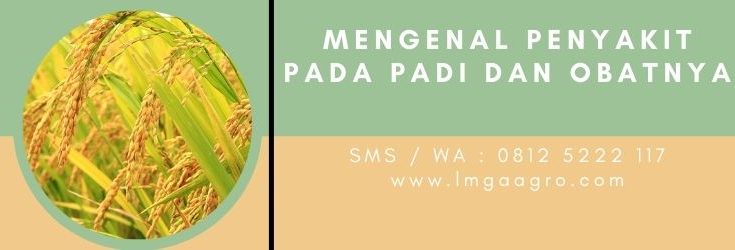 Fungsi fungisida, fungisida padi, ciri-ciri tanaman padi, daun padi, bunga padi, penyakit tanaman padi