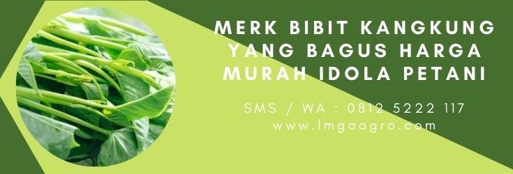 Budidaya kangkung, manfaat kangkung, jual benih kangkung, harga benih kangkung, harga bibit kangkung