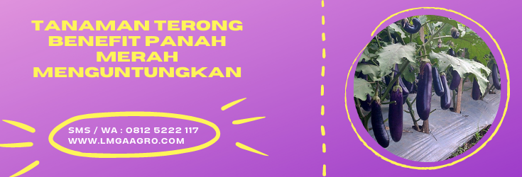 pohon terong, terong ungu, manfaat terong ungu, terung ungu, sayuran terong