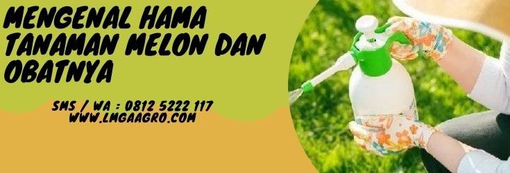 Pohon melon, pestisida organik, contoh hama, insektisida sistemik, racun hama