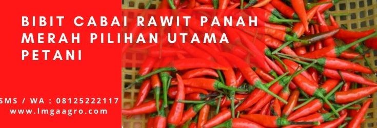 bibit cabe rawit unggul panah merah, tanam cabe, tanaman cabe, cara menanam cabe, budidaya cabe, hama cabe, panah merah, toko pertanian, toko tani, toko pertanian terdekat, lmga agro