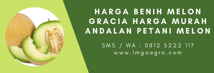 Tanam melon, tanaman melon, bibit melon, tumbuhan melon, melon gracia